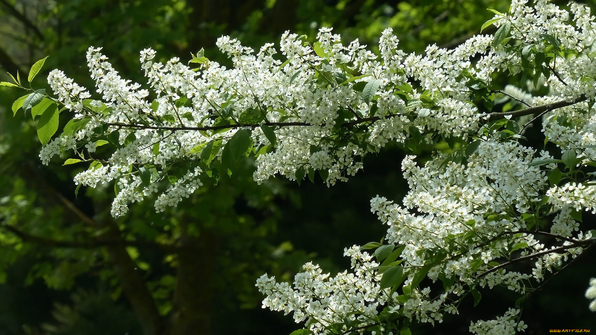 Черемуха свойства и противопоказания. Черемуха Prunus Padus. Черёмуха обыкновенная дерево.